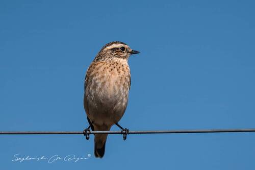 Nature | Wildlife Photography | Adventure