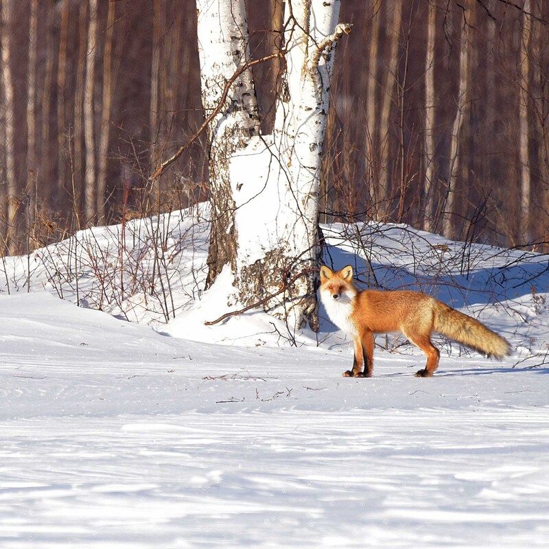 Лисовин. фото превью