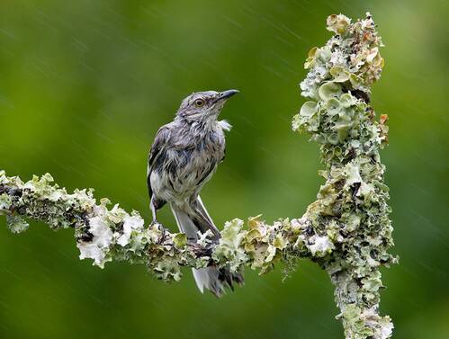 Northern Mockingbird in rain - Многоголосый пересмешник