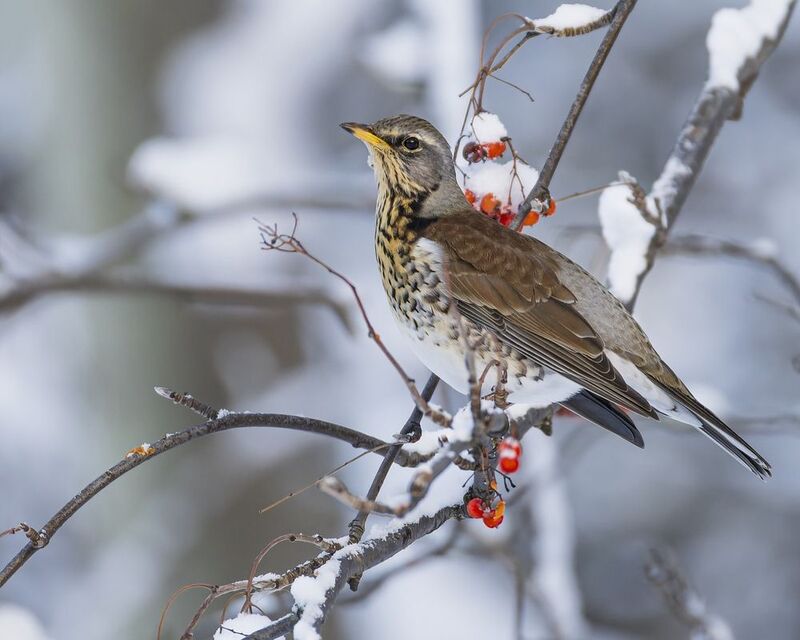 дрозд, рябинник, птицы, рябина, зима  фото превью