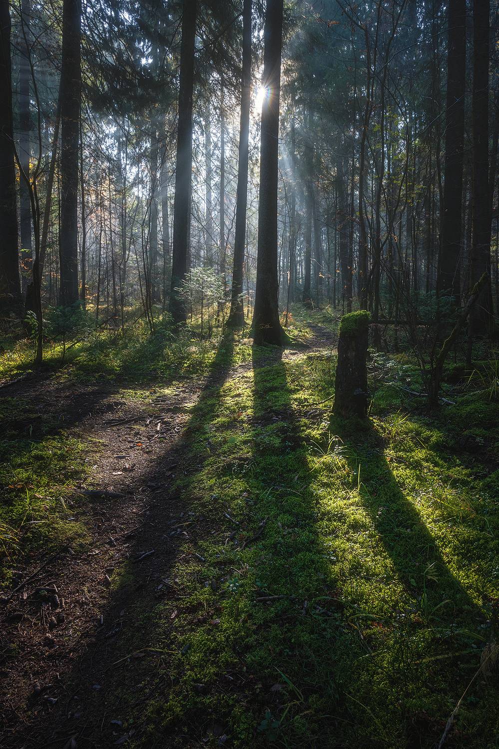 пермский край, пейзаж, рассвет, красота природы, поле, лес, солнце, туман, утро, осень, Кузнецов Кирилл