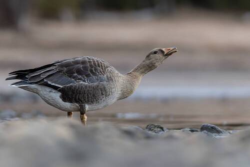 Белолобый гусь