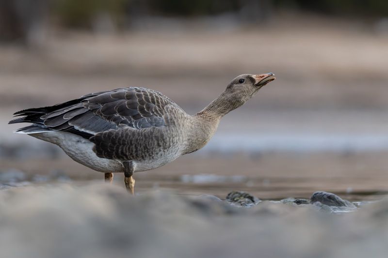 гусь, белолобый гусь, птицы Белолобый гусь фото превью