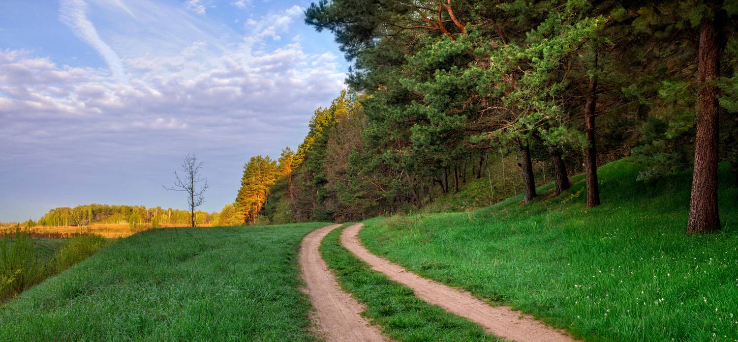весна, утро, лес,, Сергей Шабуневич