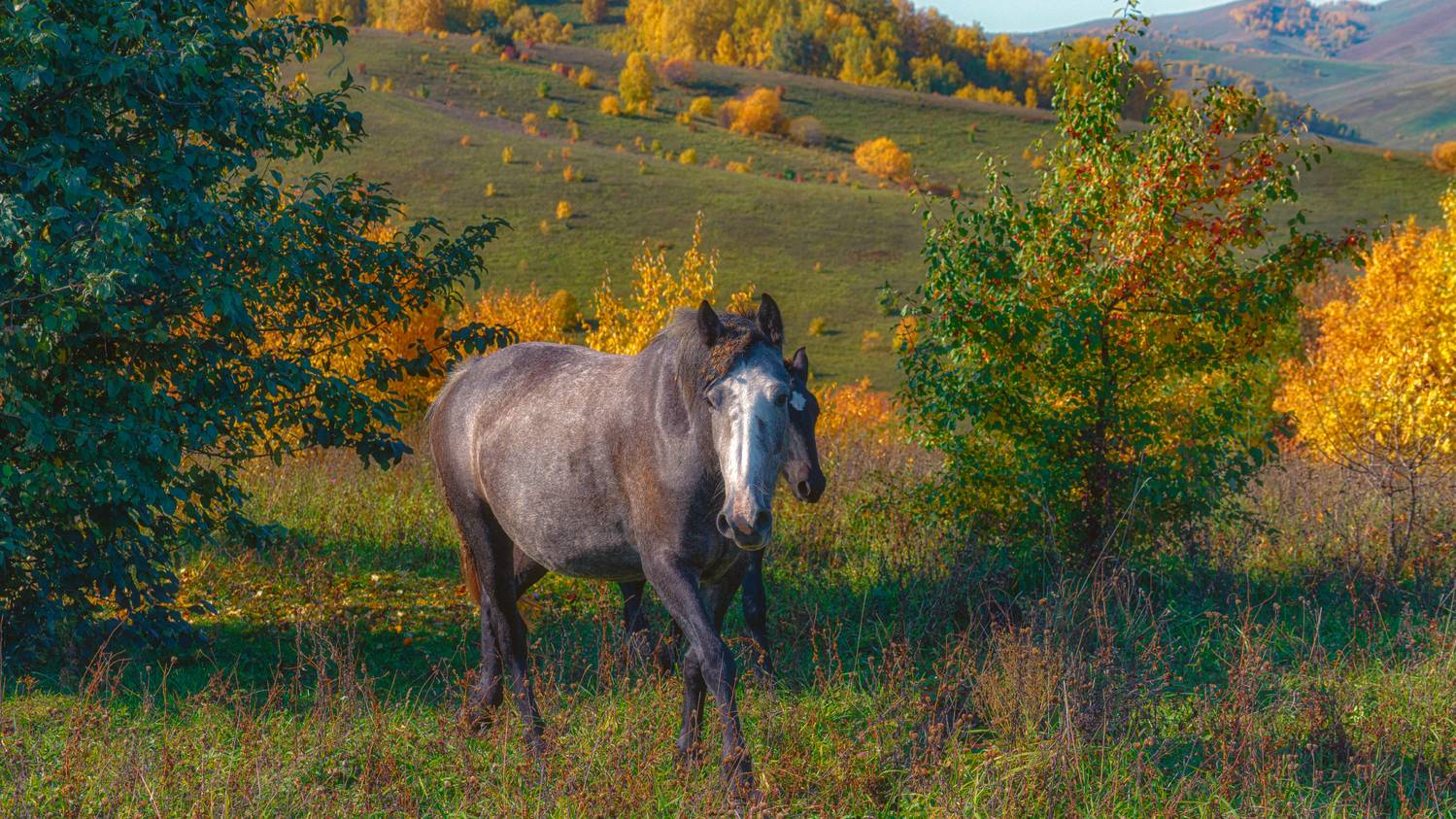 , Шварцман Евгений