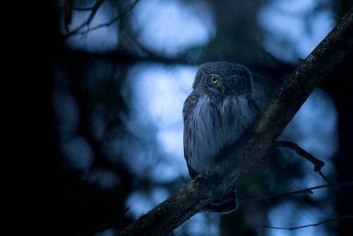 В вечерниз сумерках