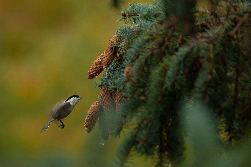 Серая синица фото превью