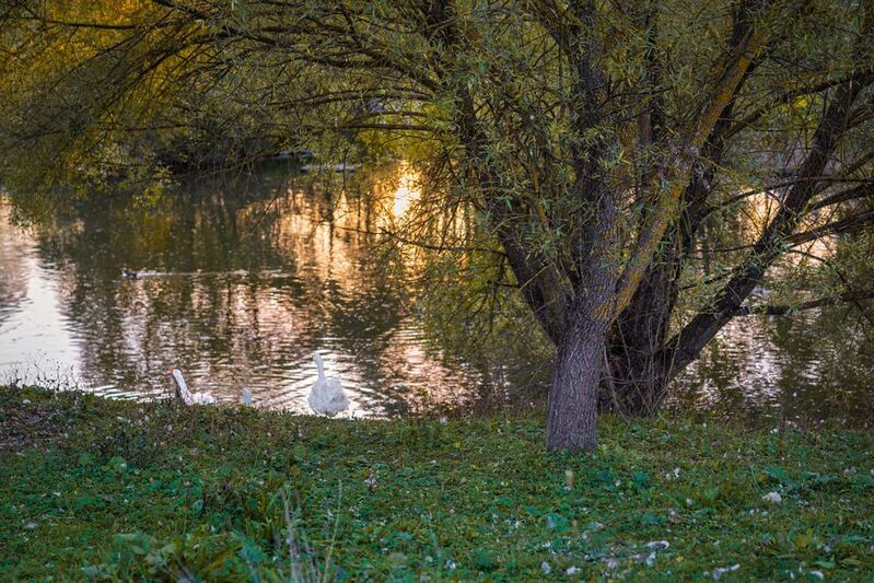 Вечер у деревенского пруда фото превью