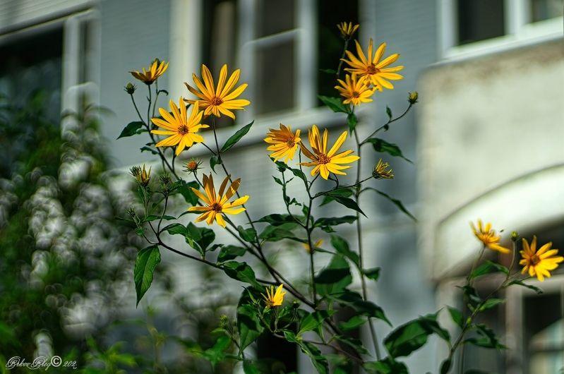 Под  окнами.... фото превью