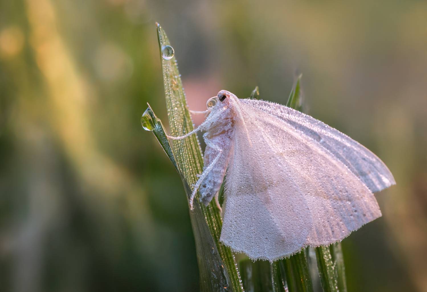 moth, butterfly, beetle, insect, fall, autumn, stink bug, macro, leaves, season, seasons, camouflage, camouflaged,, Atul Saluja