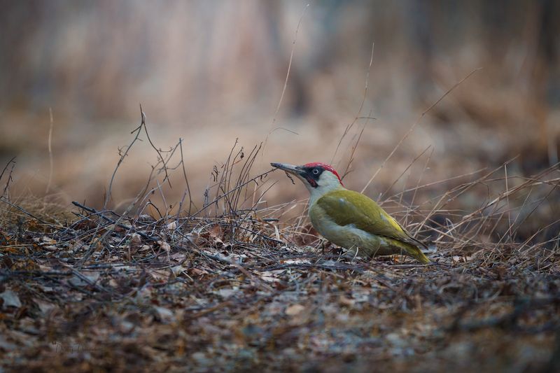 природа, лес, поля, огороды, животные, птицы, макро Красавчик фото превью