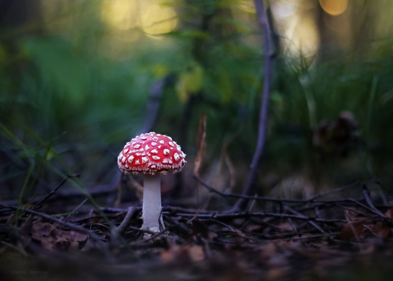 мухоморы, грибы, макро  фото превью