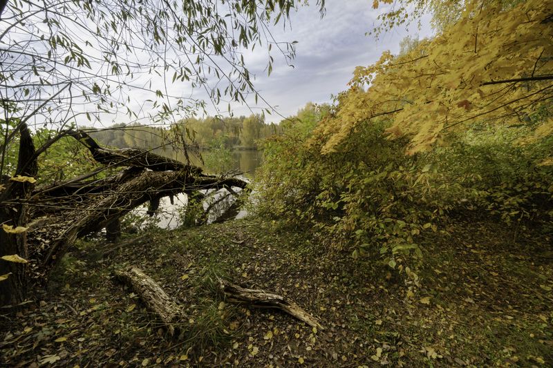 Москва, Строгино, Щукинский полуостров, Чистый залив, осень, Московская осень Московская осень фото превью