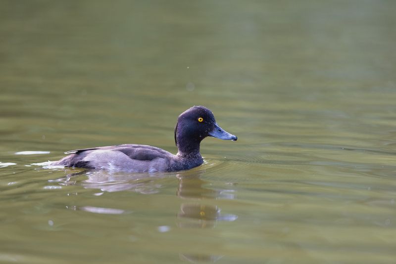 чернеть, хохлатая чернеть, птица, птицы, лето, природа, фотоохота, санкт-петербург, петербург, спб Чернети фото превью