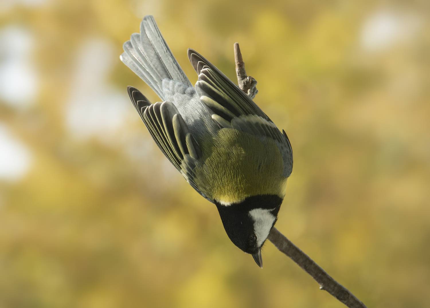 , Бонина Ольга