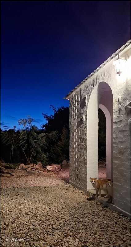 коты,вечер,дача Дачные коты ) фото превью