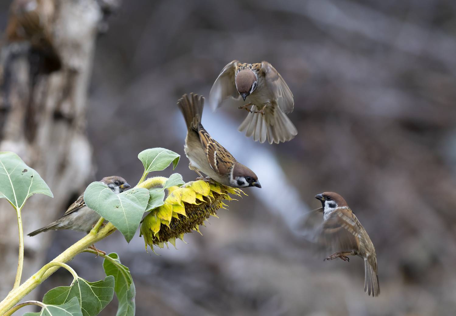 природа, Валерий Черняк