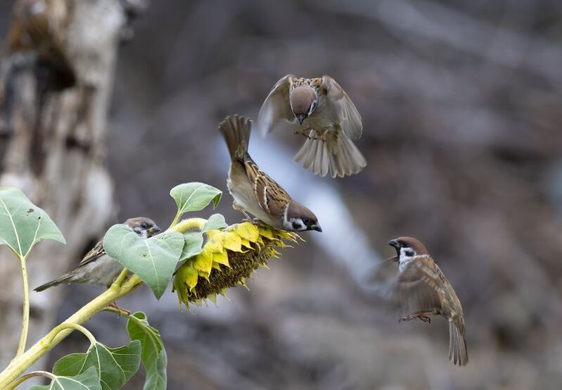 природа Полевые воробышки фото превью