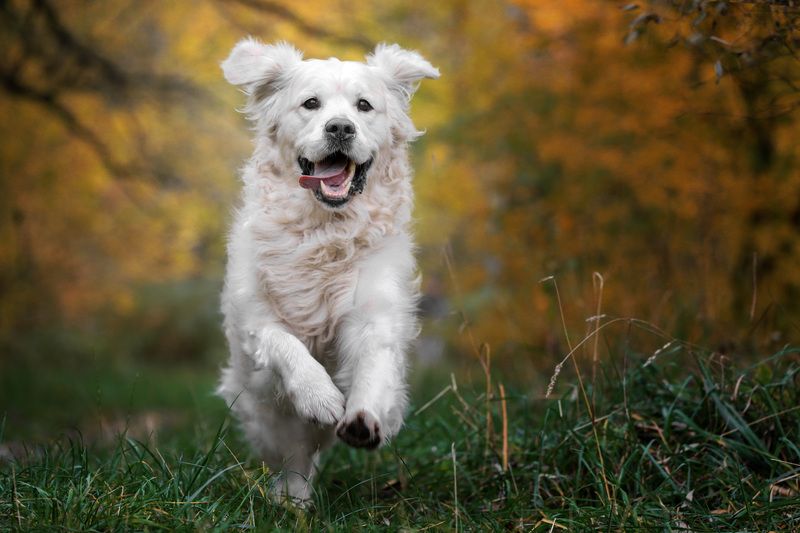 .... фото превью