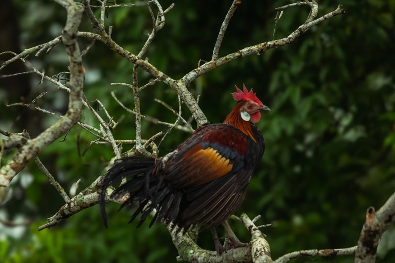 JUNGLE FOWL фото превью