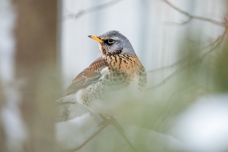 Дрозд-рябинник / Turdus pilaris / Fieldfare фото превью