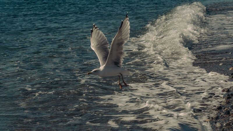 Королевский шлейф фото превью