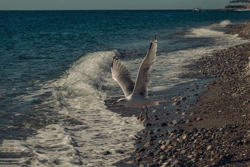 На крыло фото превью
