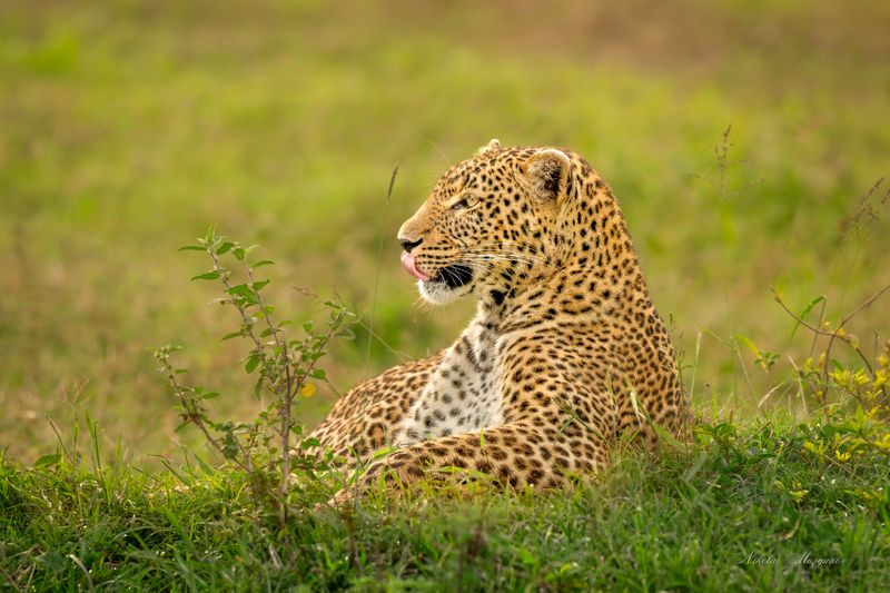 Леопард фото превью