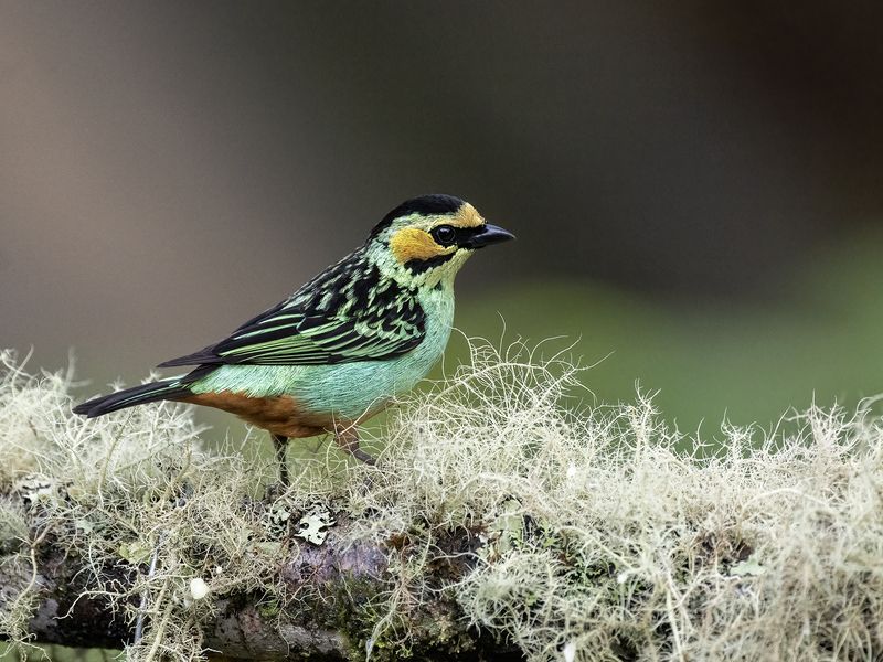 Golden-eared Tanager фото превью