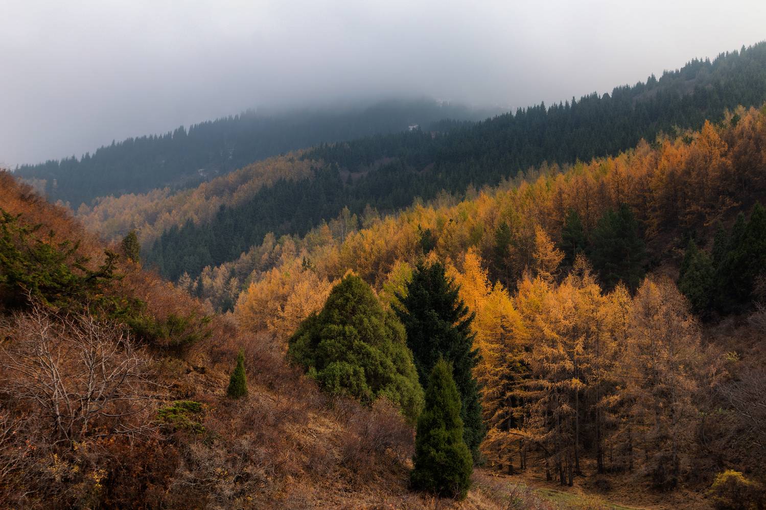 кыргызстан, шамшы, Элина Магалимова