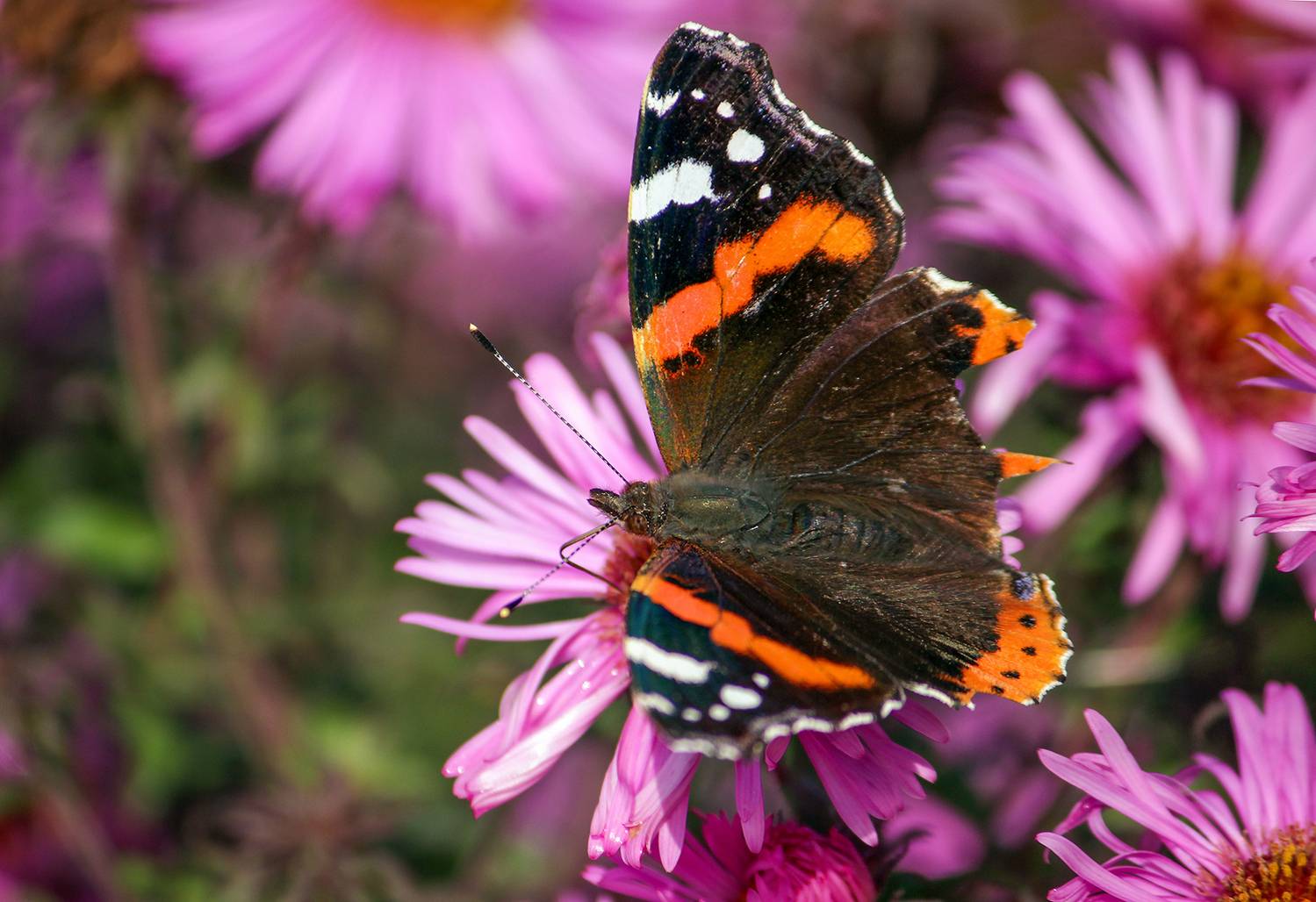 бабочка, адмирал, vanessa atalanta, КарОл