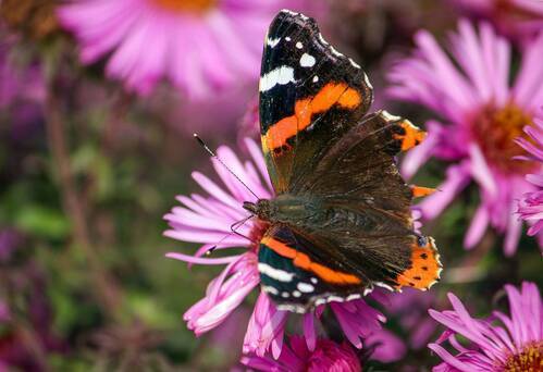 Адмирал (Vanessa atalanta)