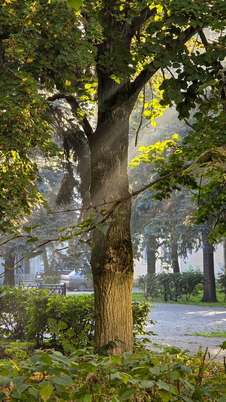 ****** фото превью