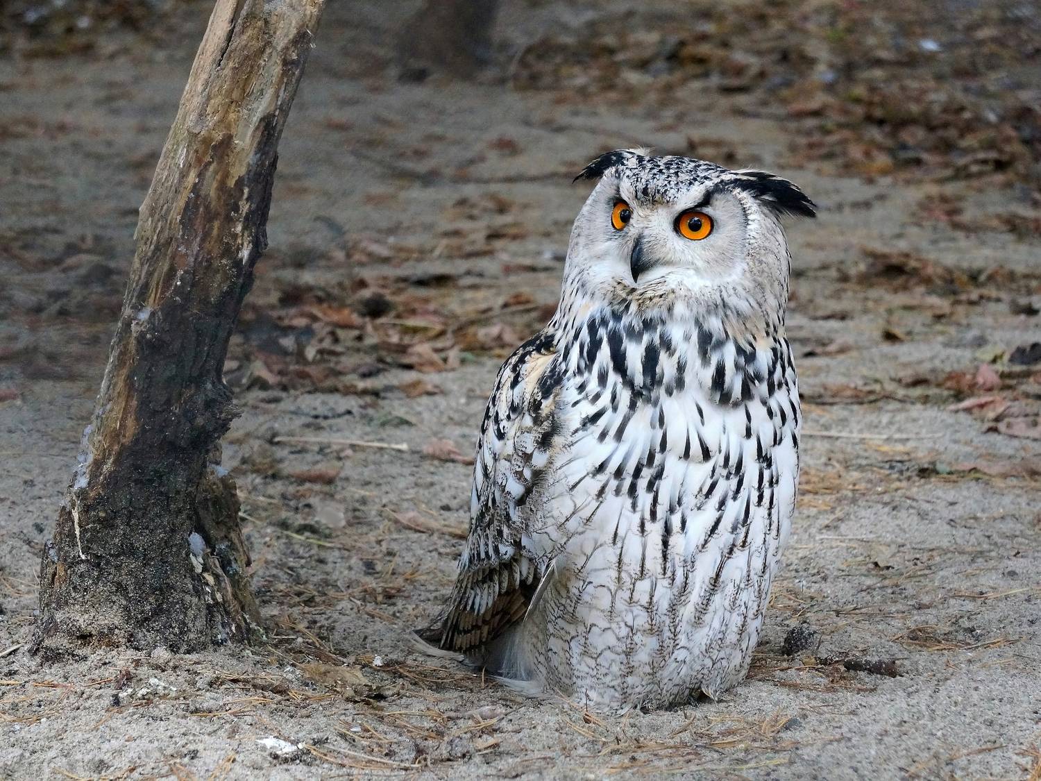 филин, птица, совиные, настоящие птицы, хищные, животные, животные красной книги, дикие животные,,  Людмила