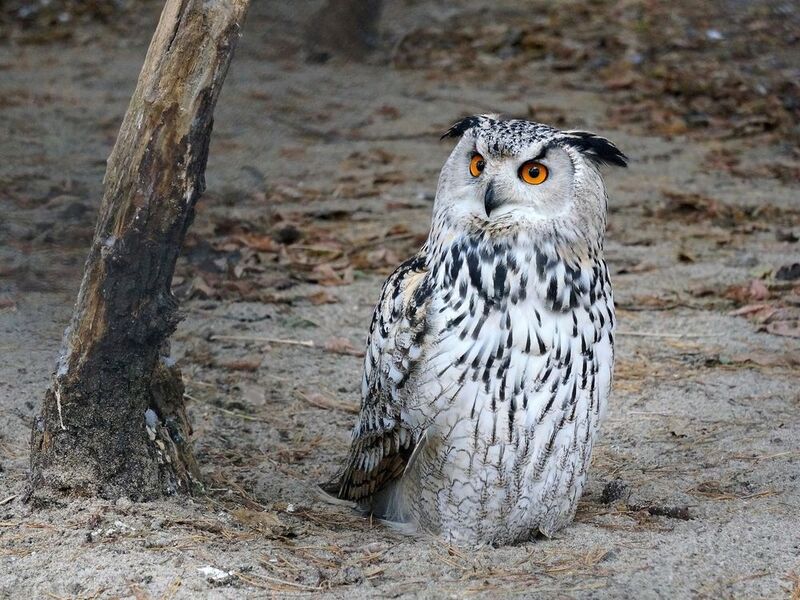 Филин. фото превью
