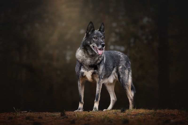 Серенький волчок фото превью