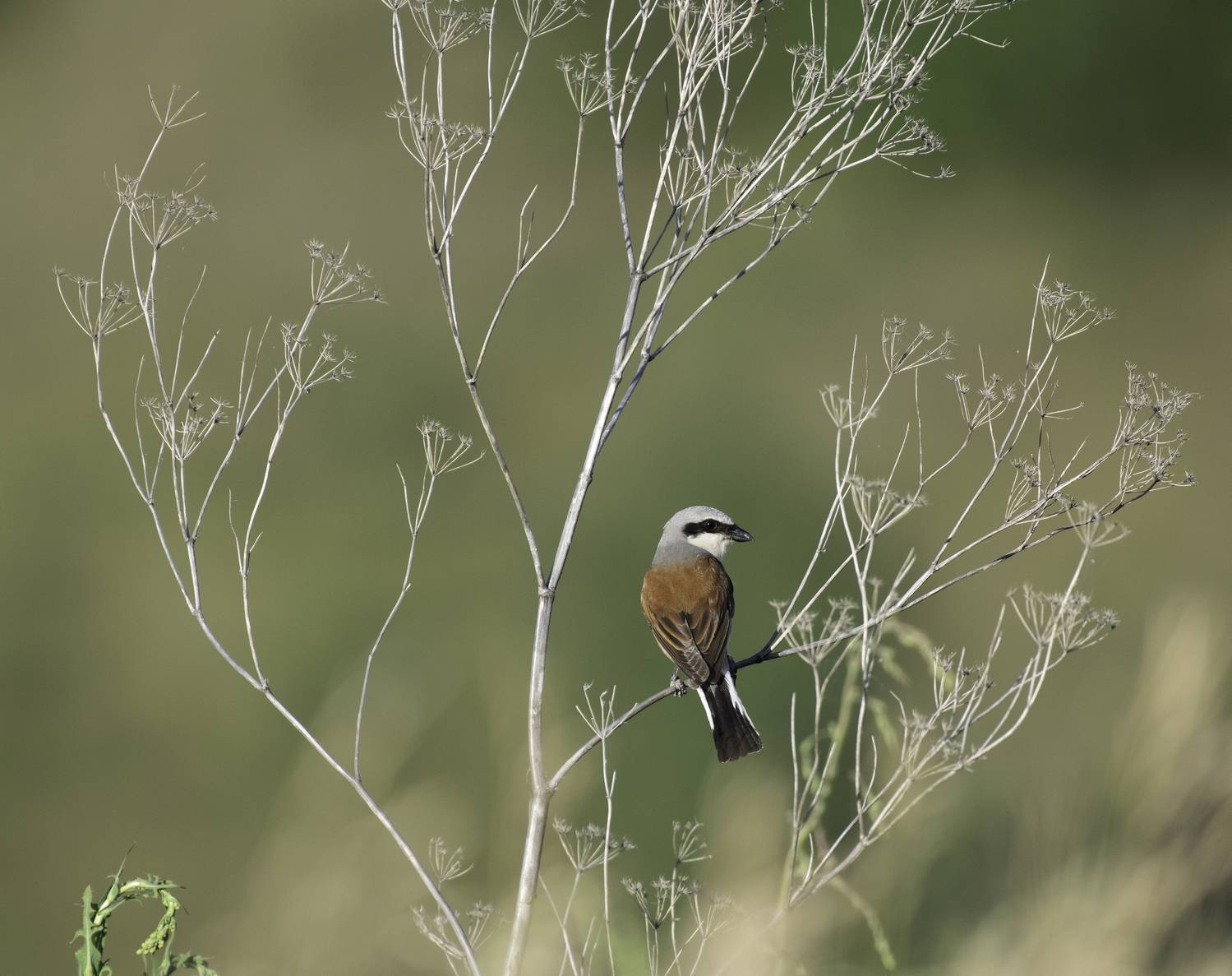 , Алексей Савельев
