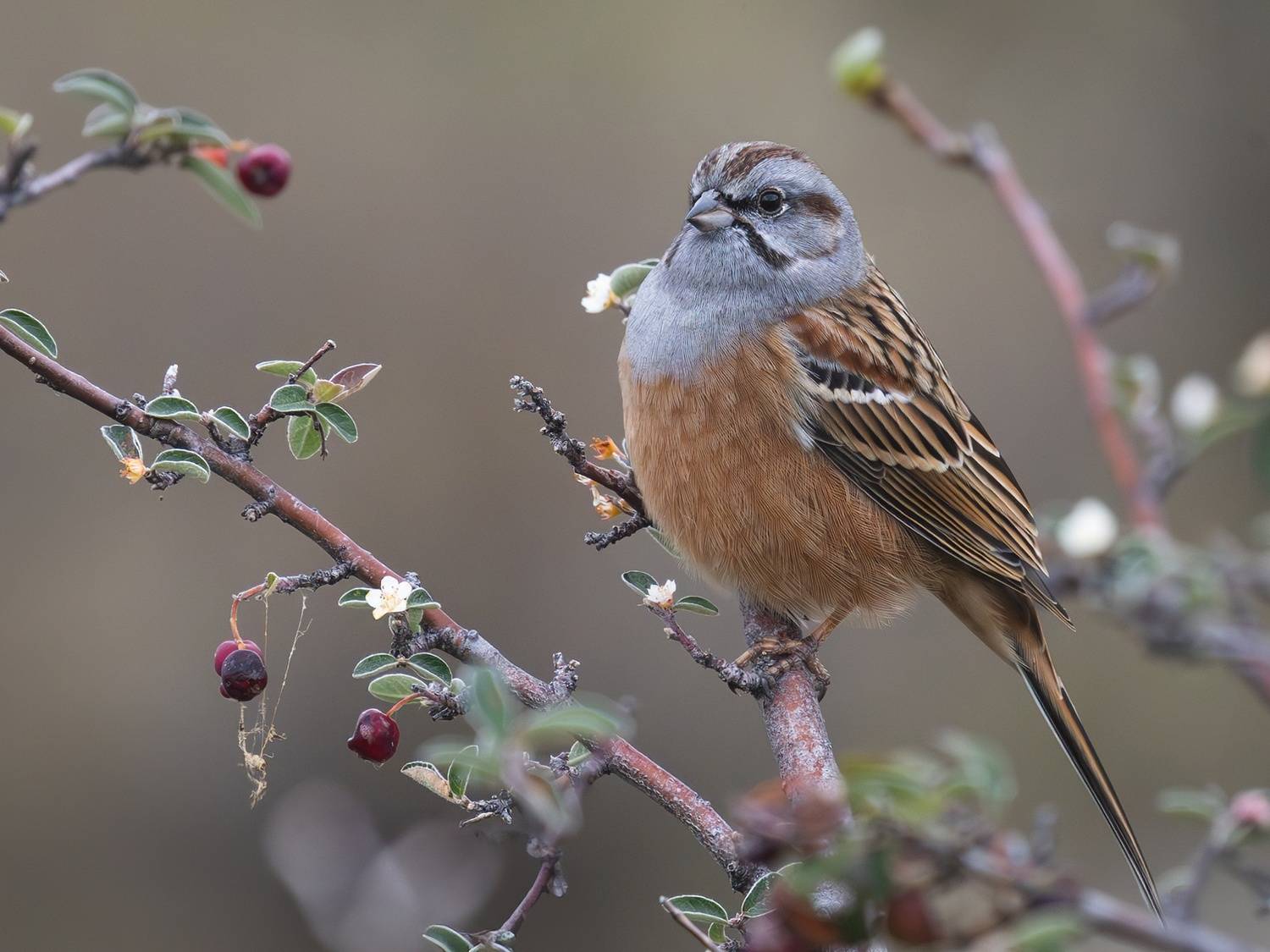 птицы, овсянка, овсянка годлевского, emberiza, emberiza godlewskii, горный алтай, Герасименко Римма