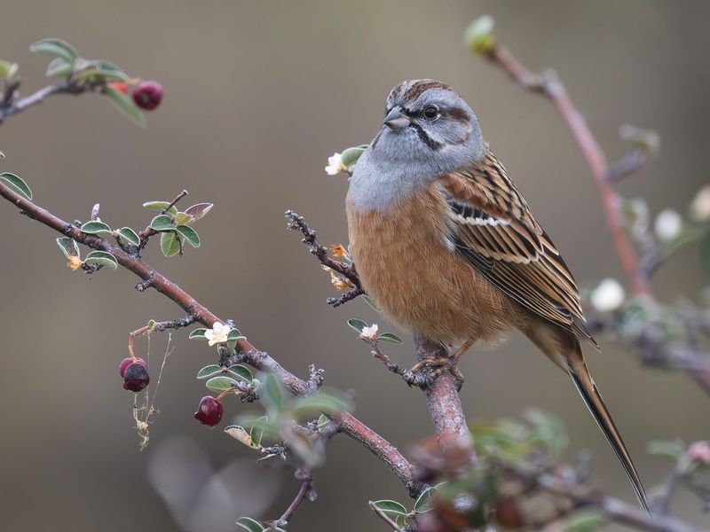 птицы, овсянка, овсянка годлевского, emberiza, emberiza godlewskii, горный алтай Овсянка Годлевского фото превью