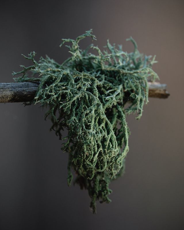 The moss фото превью