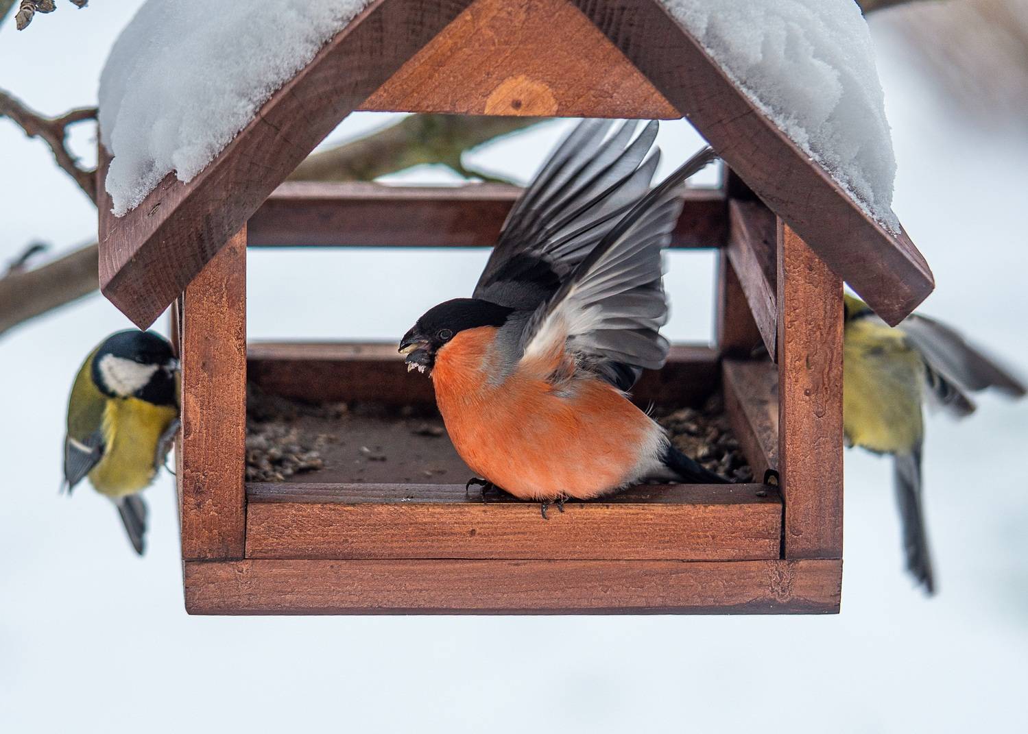 Снегирь зима птицы , Ворожцова Марина