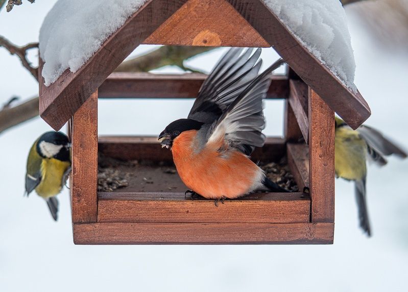 Снегирь зима птицы  Король кормушки! фото превью