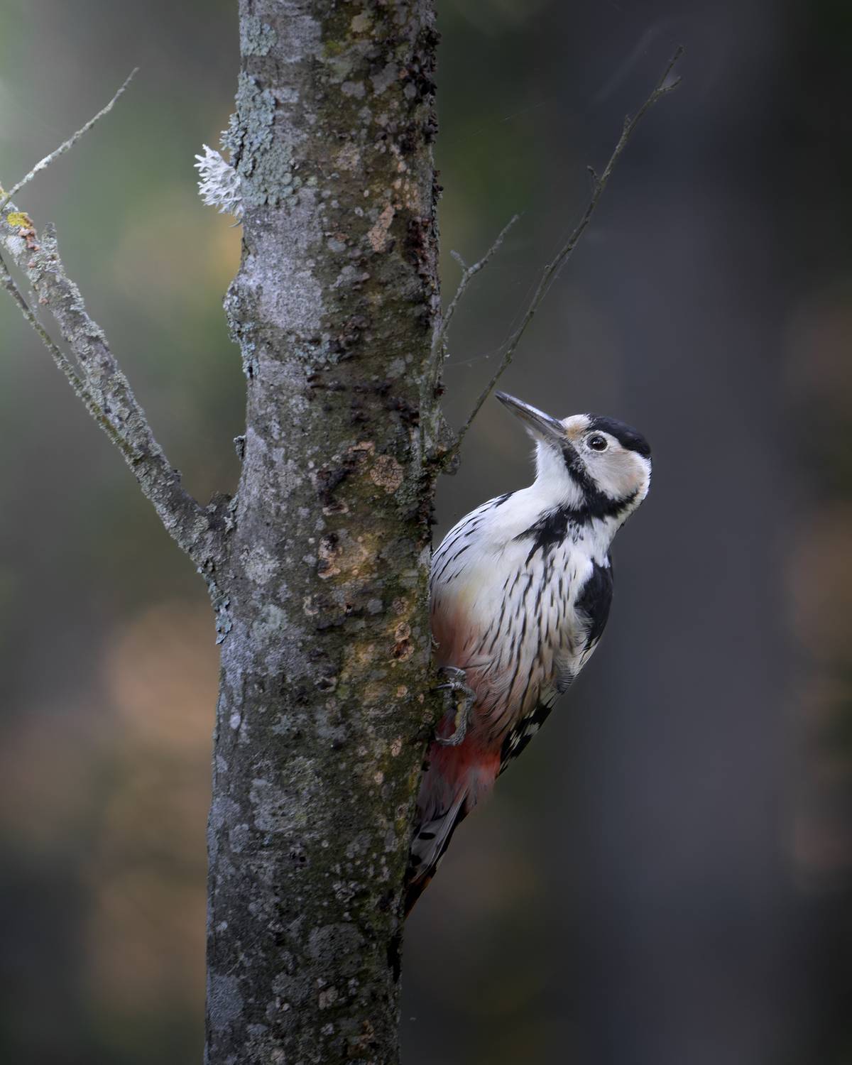 , Фабричный Роман