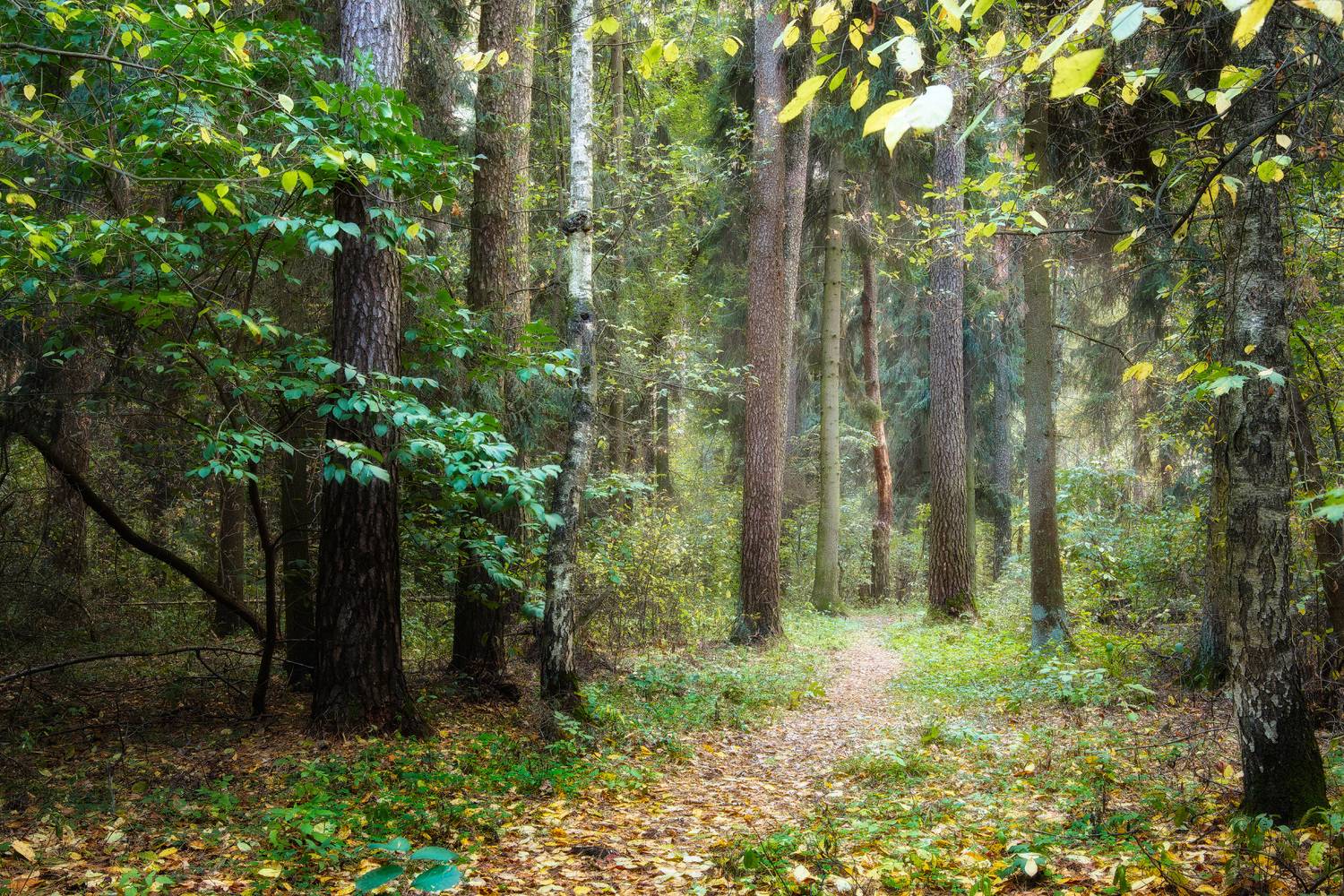 лес, деревья, листва, осень, Валерий Вождаев