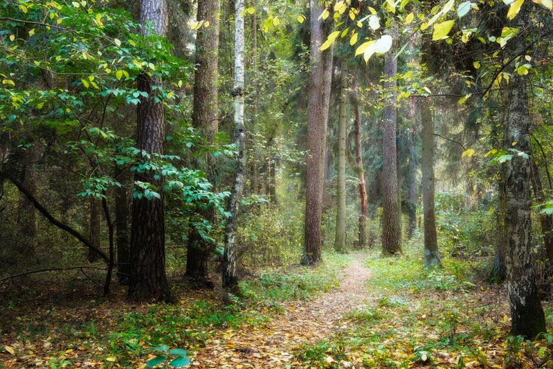 В осеннем лесу фото превью