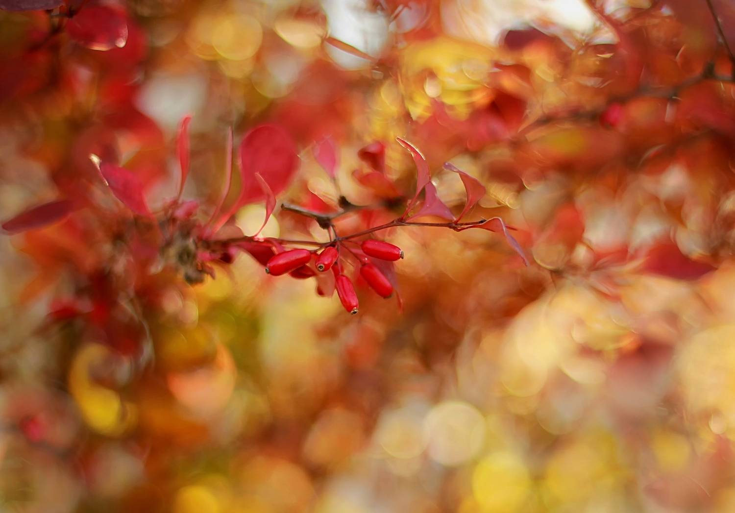 , Лайко Марина