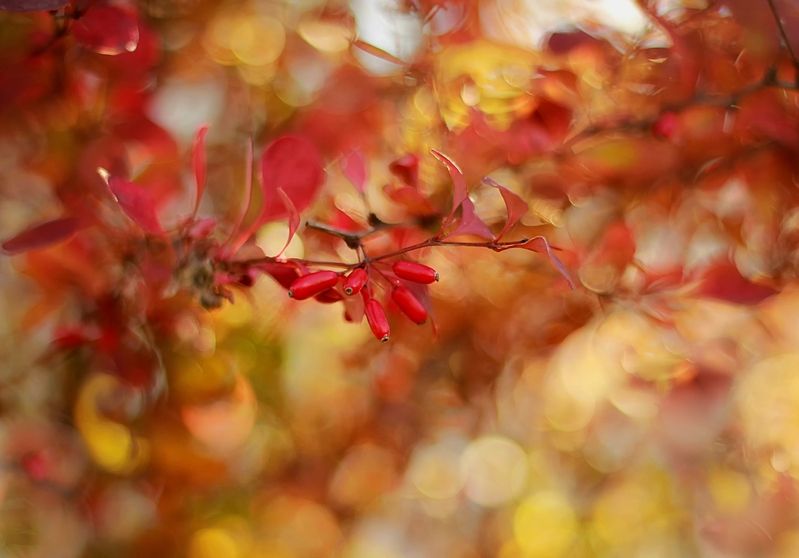 Espressivo фото превью