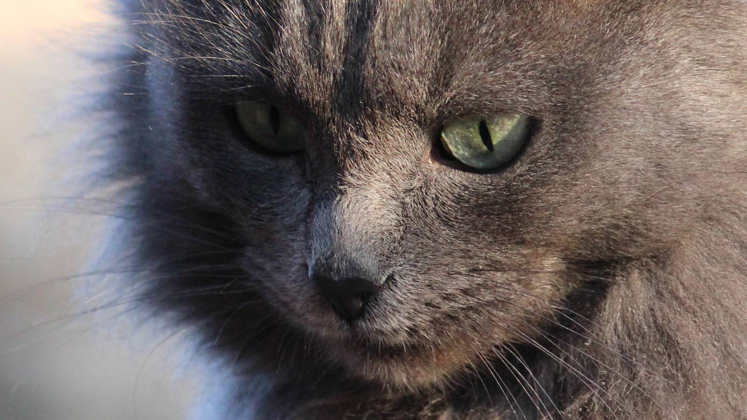 , Алексеев Сергей