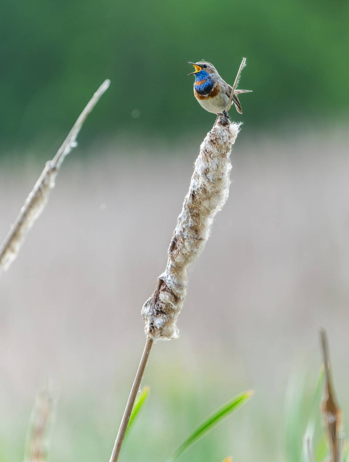 , Дэм Константин