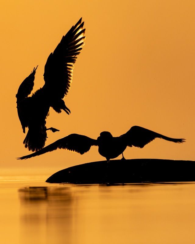 птицы, закат, финский залив, чайка Царь горы фото превью